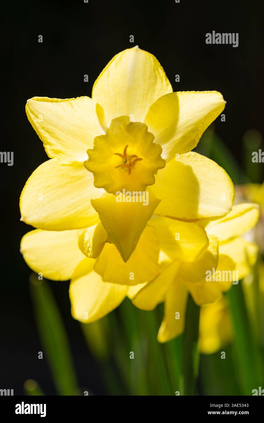 Narcissus 'Verdin' en gros plan. Une variété parfumée de petite jonquille cultivée dans un pot vitré dans un jardin britannique. Banque D'Images