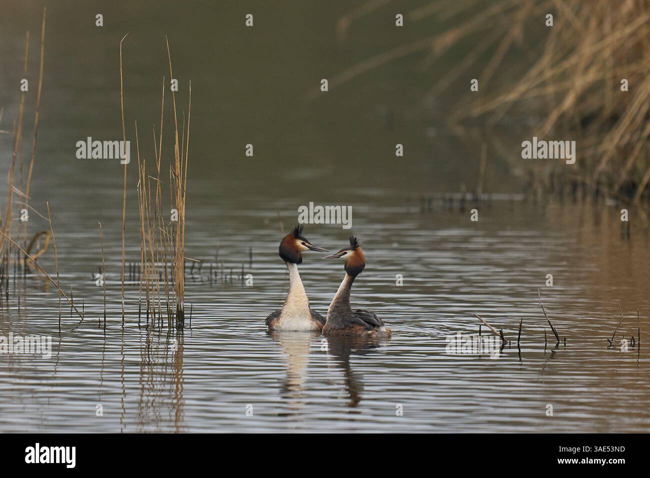 Great Crested Grebe (Podiceps cristatus) danse de cour avec de l'herbe sur un lac dans le Somerset Levels, Somerset, Royaume-Uni. Banque D'Images
