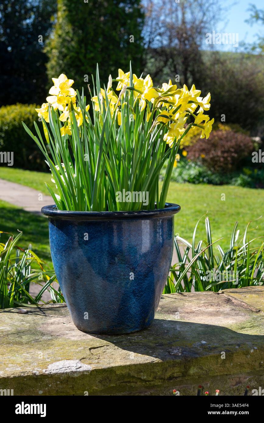 Narcisse 'Verdin'. Une variété parfumée de petite jonquille cultivée dans un pot vitré dans un jardin britannique. Banque D'Images
