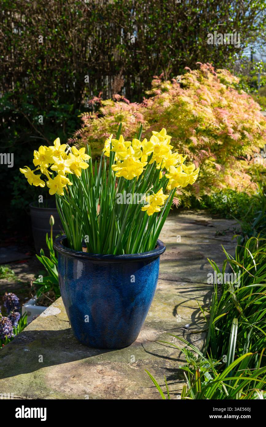 Narcisse 'Verdin'. Une variété parfumée de petite jonquille cultivée dans un pot vitré dans un jardin britannique. Banque D'Images