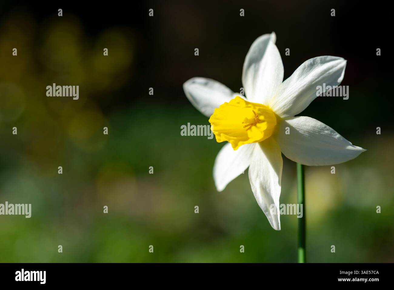Narcissus 'Jack Snipe'. Une petite variété populaire de floraison de jonquille début avril. Banque D'Images