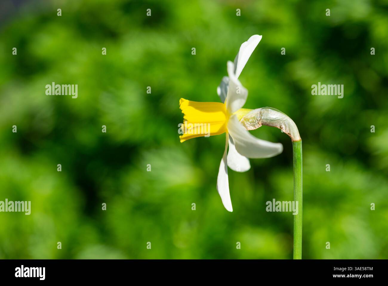 Narcissus 'Jack Snipe'. Une petite variété populaire de floraison de jonquille début avril. Banque D'Images