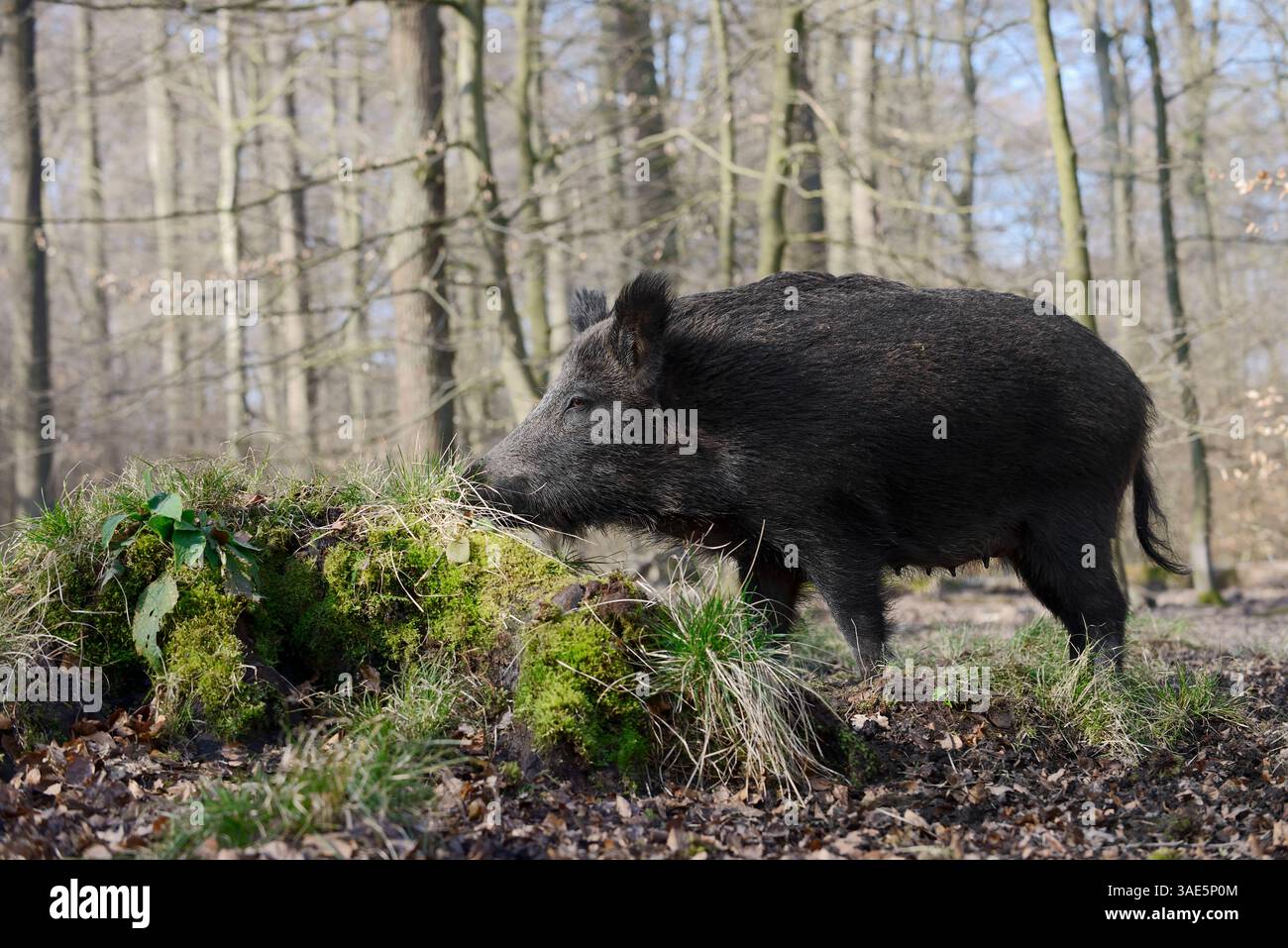 Sanglier d'Europe (sus scrofa scrofa), femelle, Allemagne | Europäisches Wildschwein (sus scrofa scrofa), Bache, Deutschland Banque D'Images