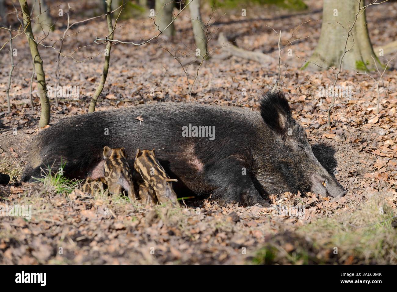 Sanglier d'Europe (sus scrofa scrofa), truie et porcelets, Allemagne | Europäisches Wildschwein (sus scrofa scrofa), Bache und Frischlinge, Deutschland Banque D'Images