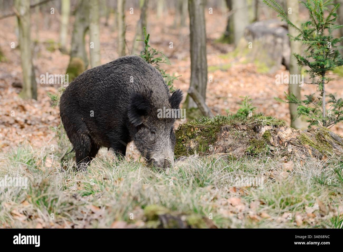 Sanglier d'Europe (sus scrofa scrofa), femelle, Allemagne | Europäisches Wildschwein (sus scrofa scrofa), Bache, Deutschland Banque D'Images