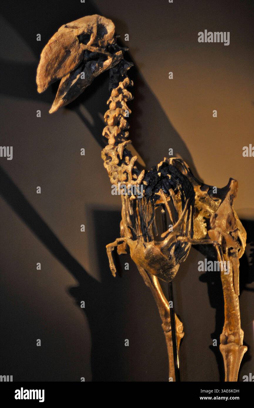 24 août 2008 - États-Unis - dinosaures et fossiles. SUR LA PHOTO : Diatryma gigantea from the eaocen in United states (crédit image : VW pics/ZUMAPRESS.com) Banque D'Images