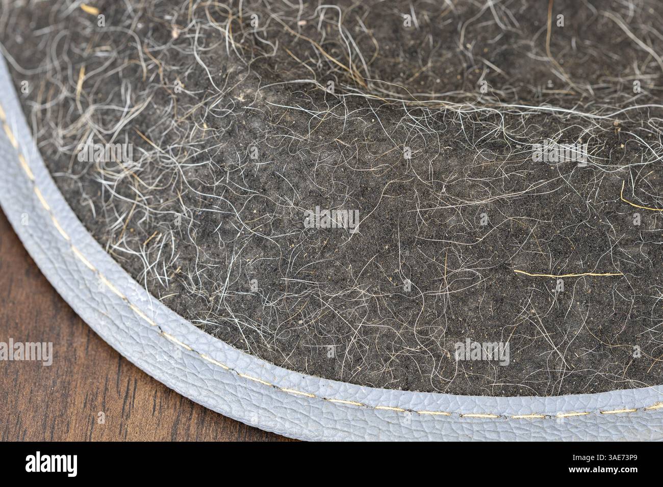 Poils de chien et poussière : un gros plan montre des poils de chien et de la poussière accrochés à la surface du canapé, ce qui peut être difficile à nettoyer. Banque D'Images