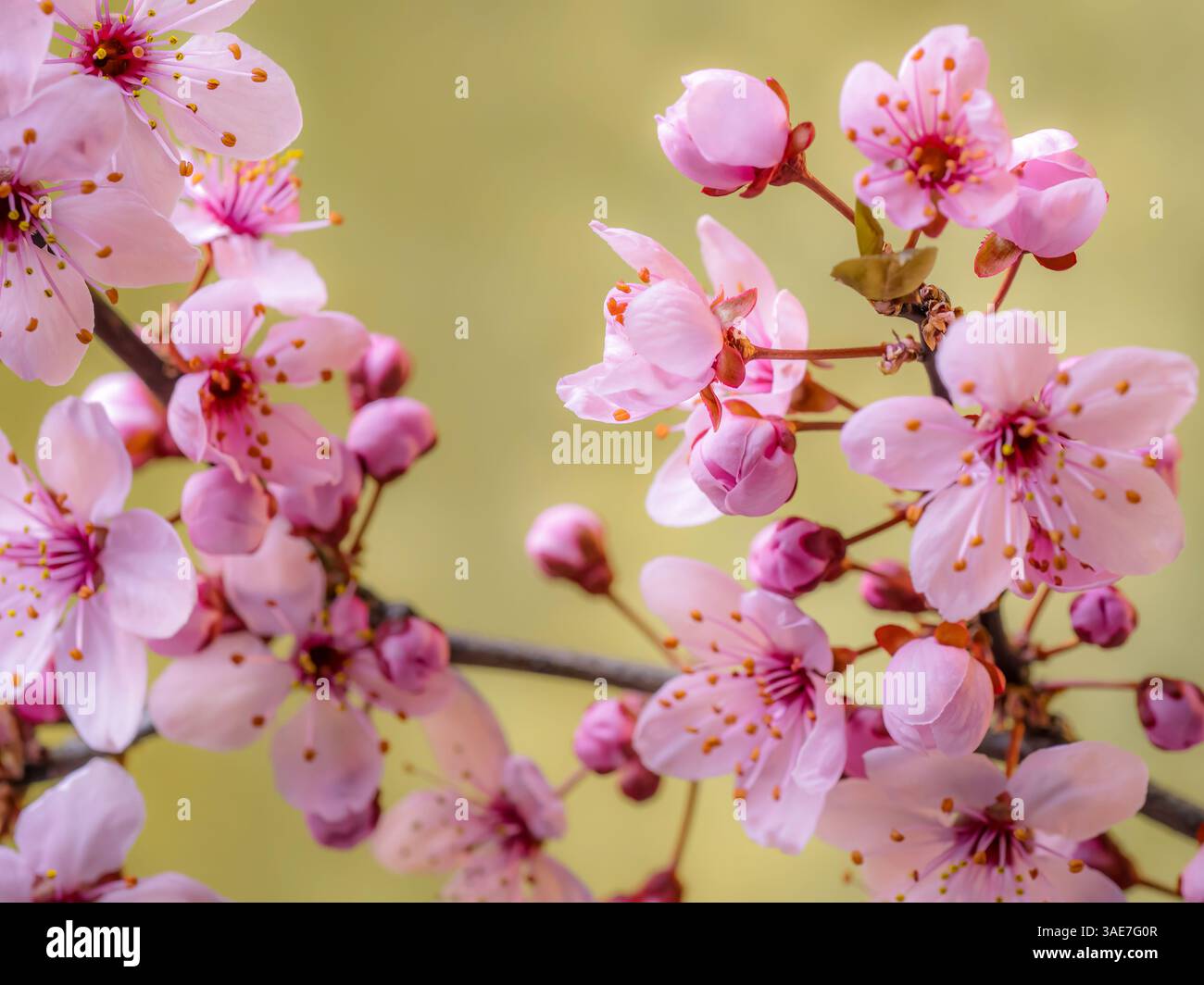 Fleurs de prunier en fleur, germant sur une brindille d'arbre au printemps Banque D'Images