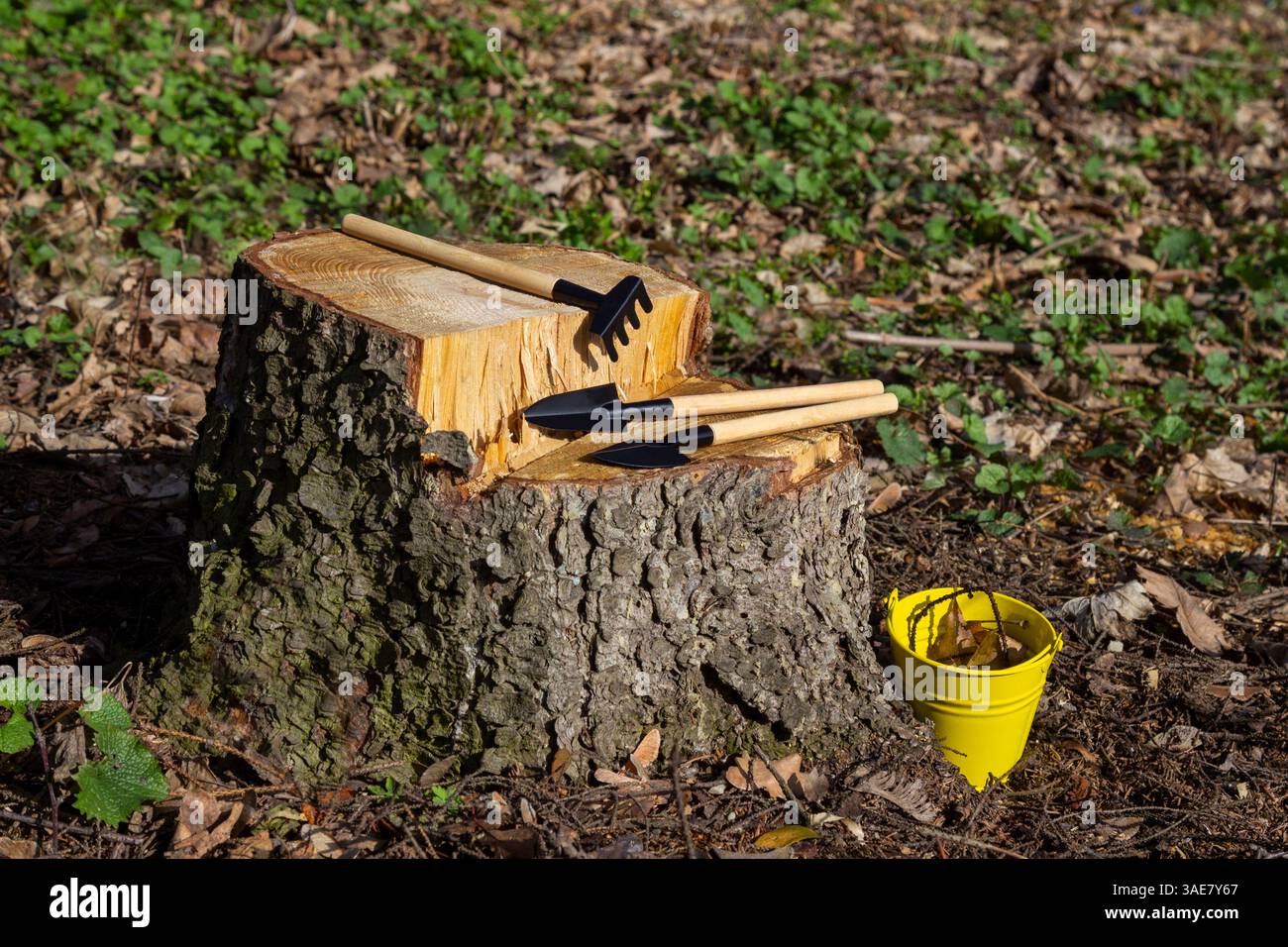 Outils pour planter de petites plantes d'intérieur. Seau jaune, pelle, râteau et pelle sur une souche. Gros plan. Banque D'Images