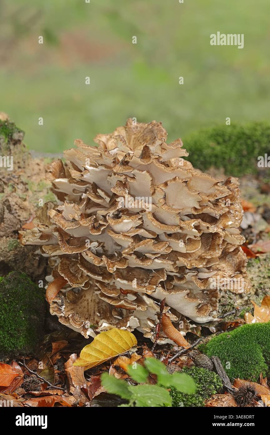 Poule des bois ou Maitake (Grifola frondosa), Allemagne | Klapperschwamm (Grifola frondosa), Deutschland Banque D'Images