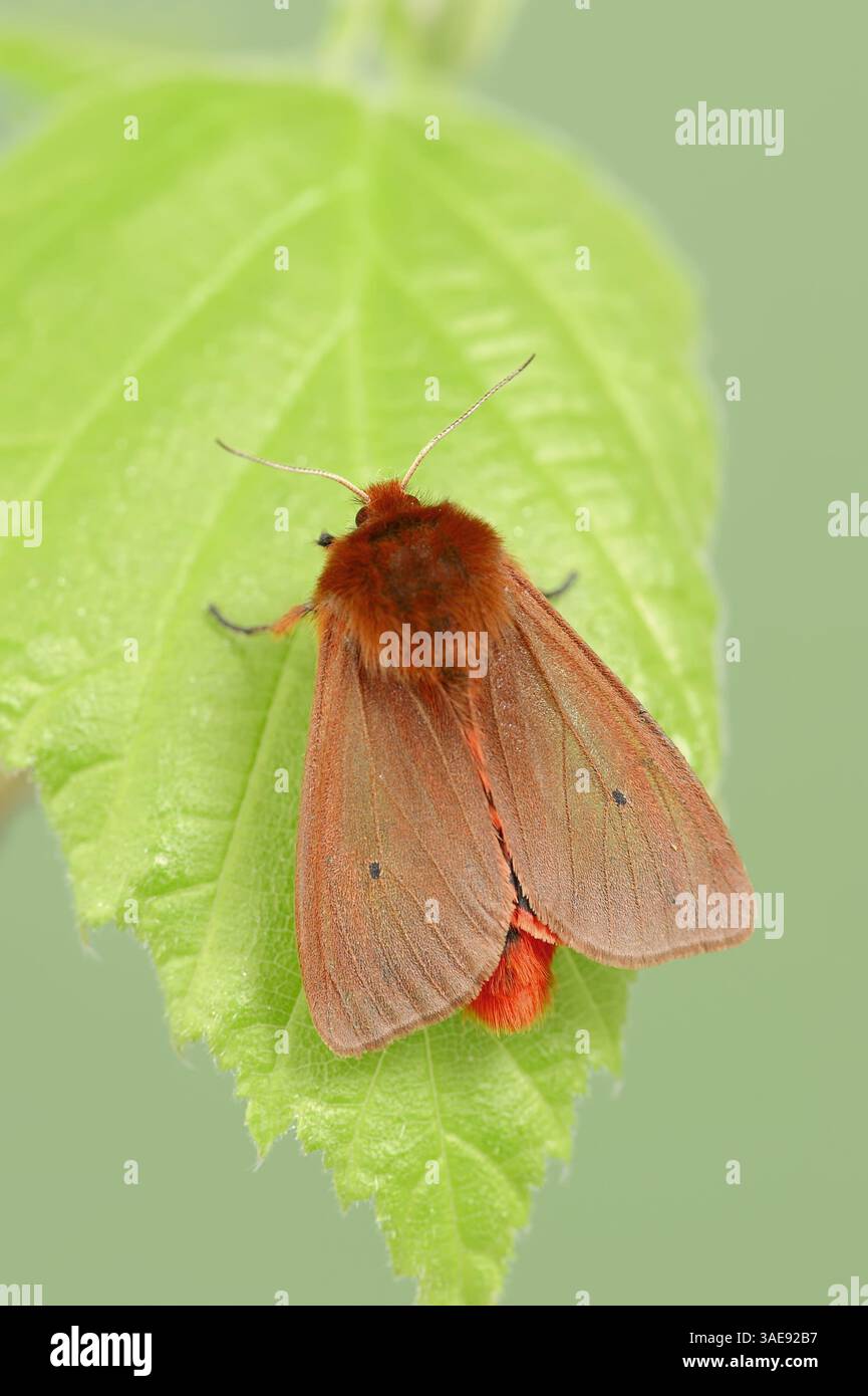Ruby Tiger Moth (Phragmatobia fuliginosa), Allemagne | Zimtbär oder Rostflügelbär (Phragmatobia fuliginosa), Deutschland Banque D'Images