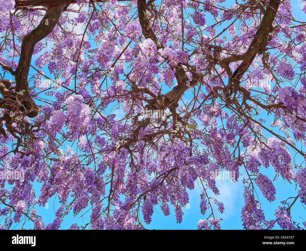 Belles fleurs Purple Wisteria en pleine floraison contre un ciel bleu vibrant au printemps. Banque D'Images