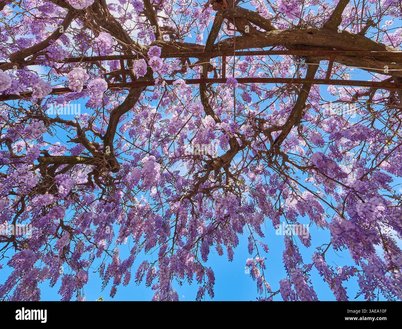 Belles fleurs Purple Wisteria en pleine floraison contre un ciel bleu vibrant au printemps. Banque D'Images