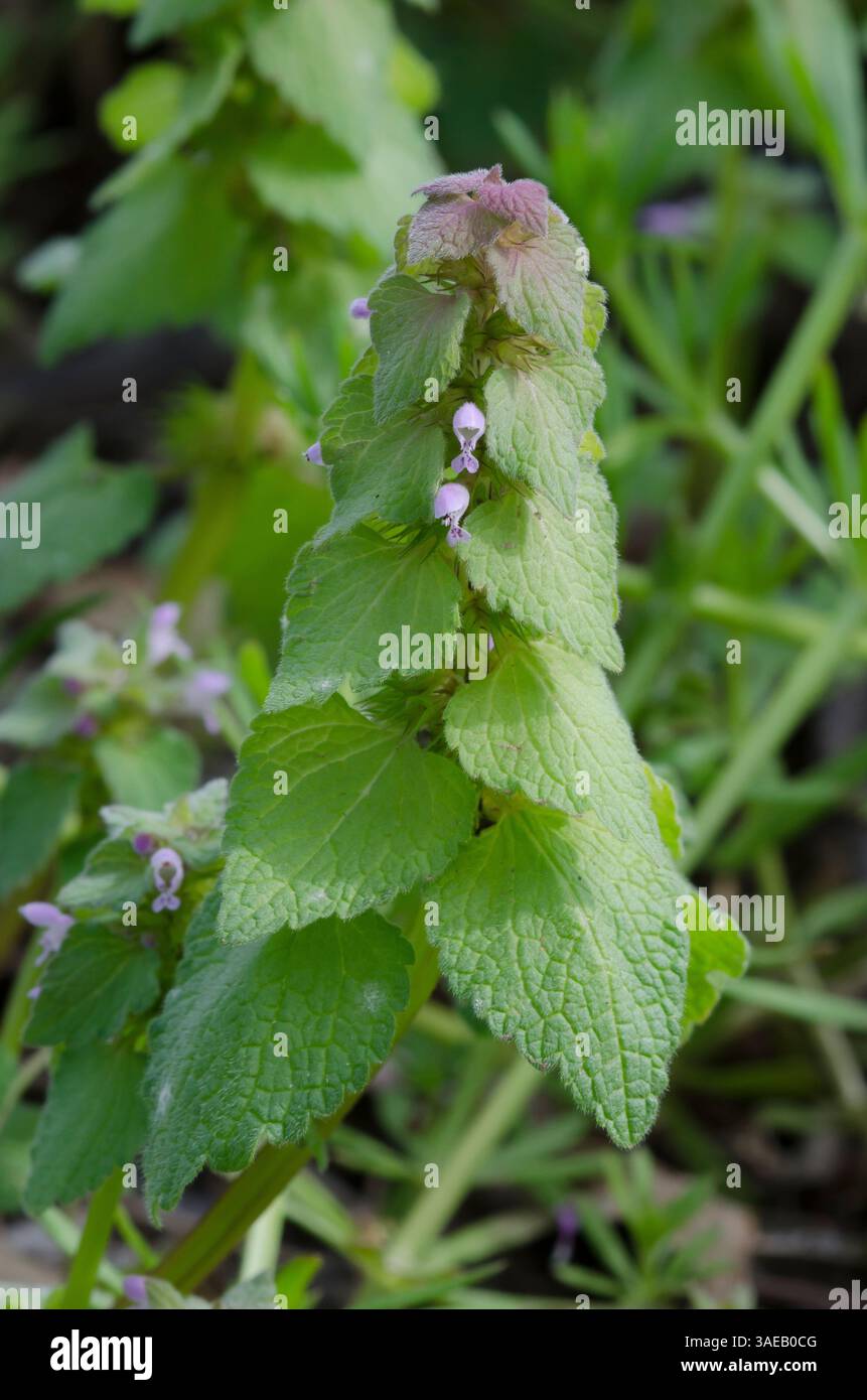 Lamium purpureum, Deadnettle violet Banque D'Images