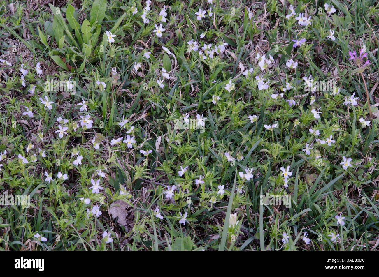 Pansies de terrain, Viola bicolor Banque D'Images
