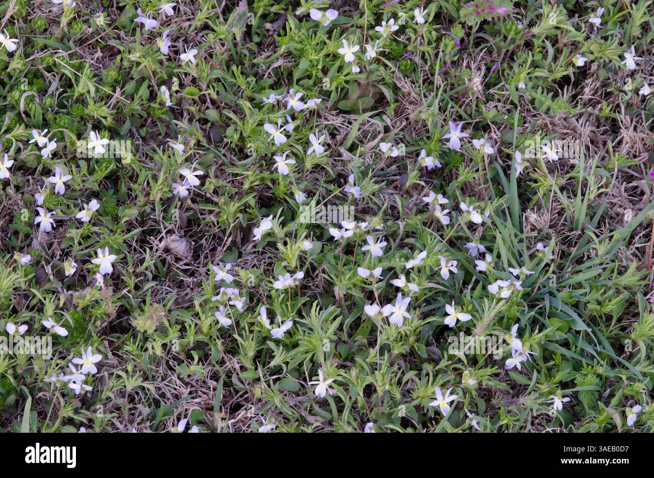 Pansies de terrain, Viola bicolor Banque D'Images