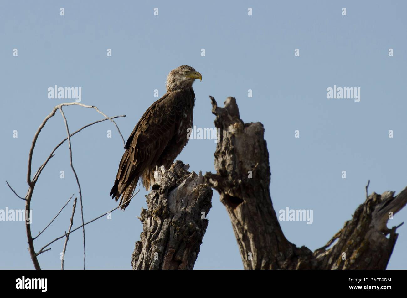 Aigle à tête blanche, Haliaeetus leucocephalus, immature éclairé latéralement Banque D'Images