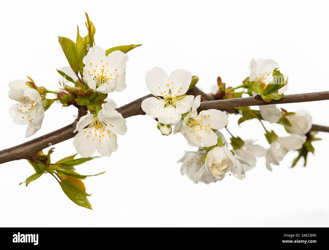 Branche fleurie de cerisier sur fond blanc isolé, gros plan Banque D'Images