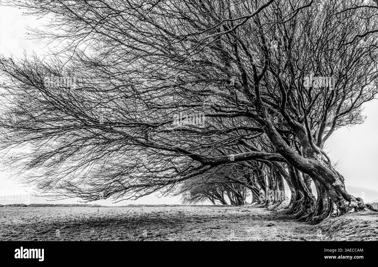 Haie limite de hêtres abattus par le vent à Prewley Moor dans le parc national de Dartmoor Devon UK - image monochrome Banque D'Images