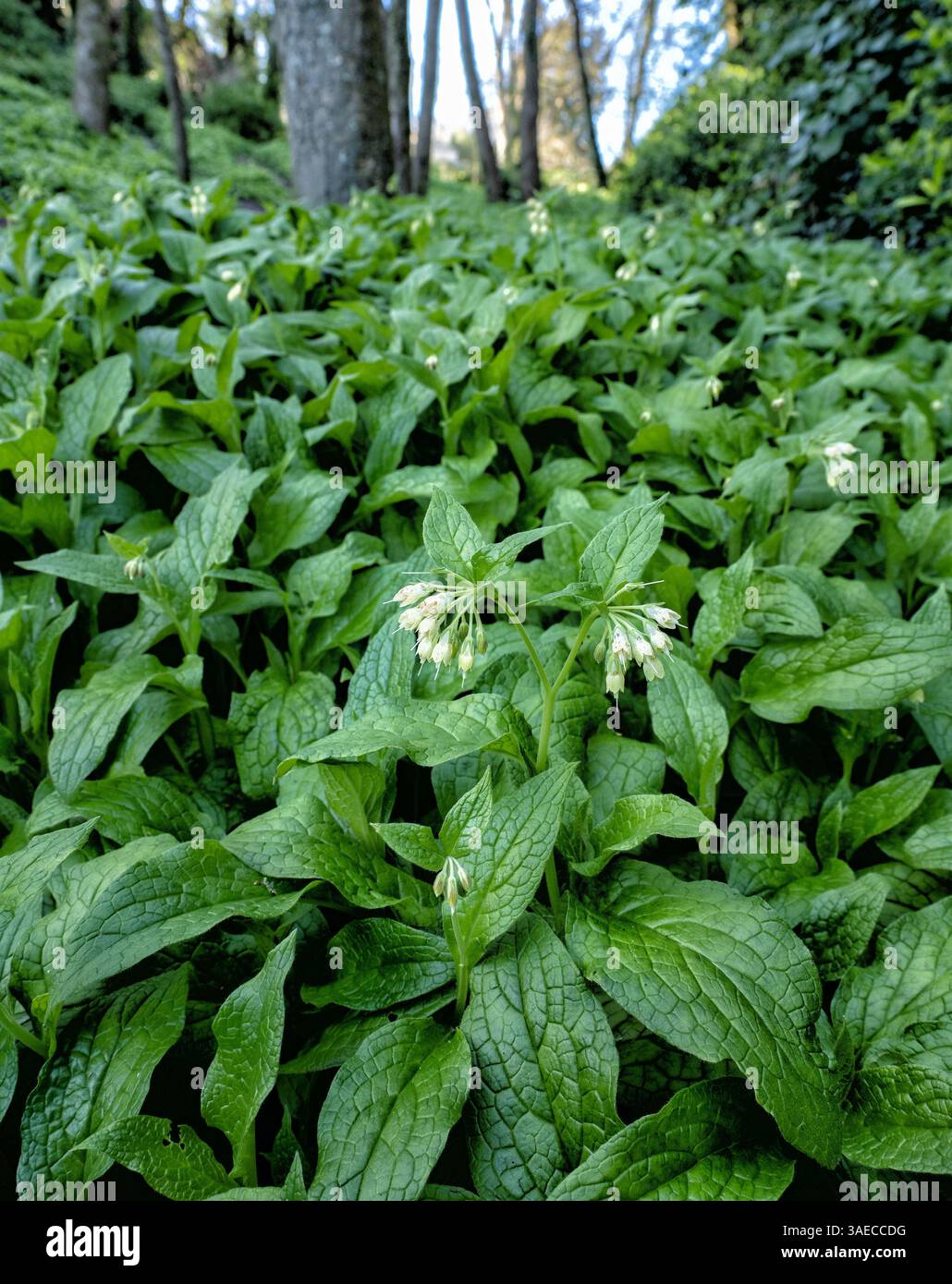 Common Comfrey Symphytum officinale vêtements le plancher boisé à Pensylvania Bois au-dessus de Church Ope Cove sur l'île de Portland Dorset Royaume-Uni Banque D'Images