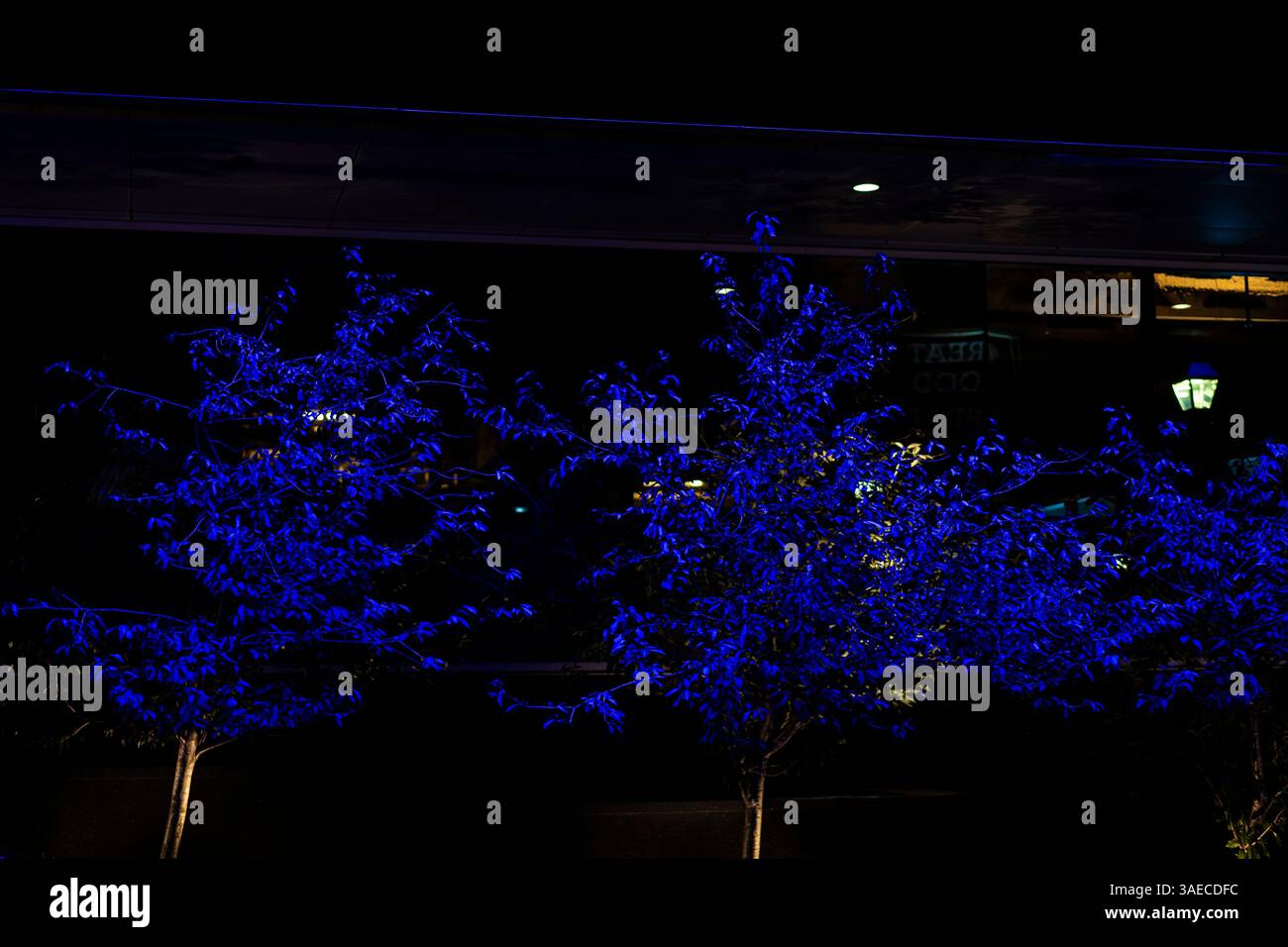 Arbres illuminés en bleu dans le centre-ville d'une ville. Banque D'Images