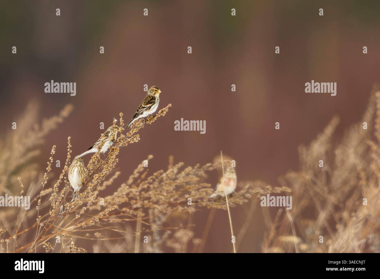 Twite (Linaria flavirostris) perché sur une brindille au printemps. Banque D'Images