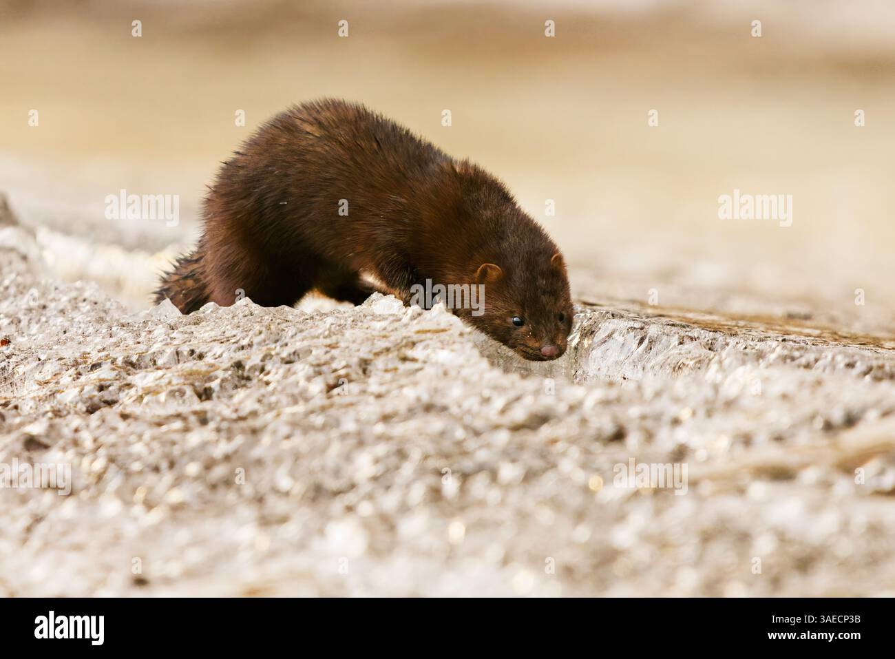 Vison américain (Neogale vison) à la recherche de nourriture de crack dans la glace au printemps. Banque D'Images