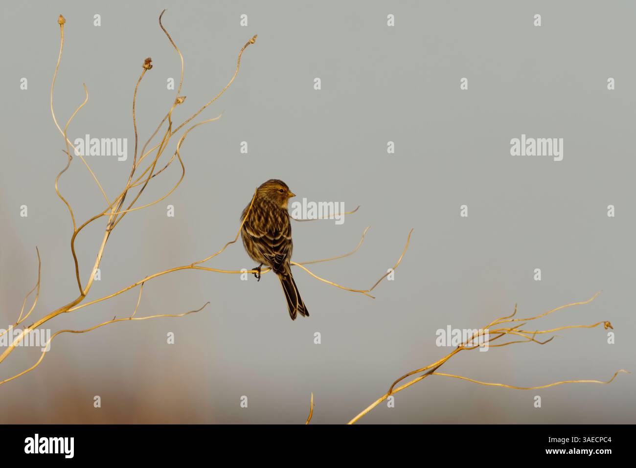 Twite (Linaria flavirostris) perché sur une brindille au printemps. Banque D'Images