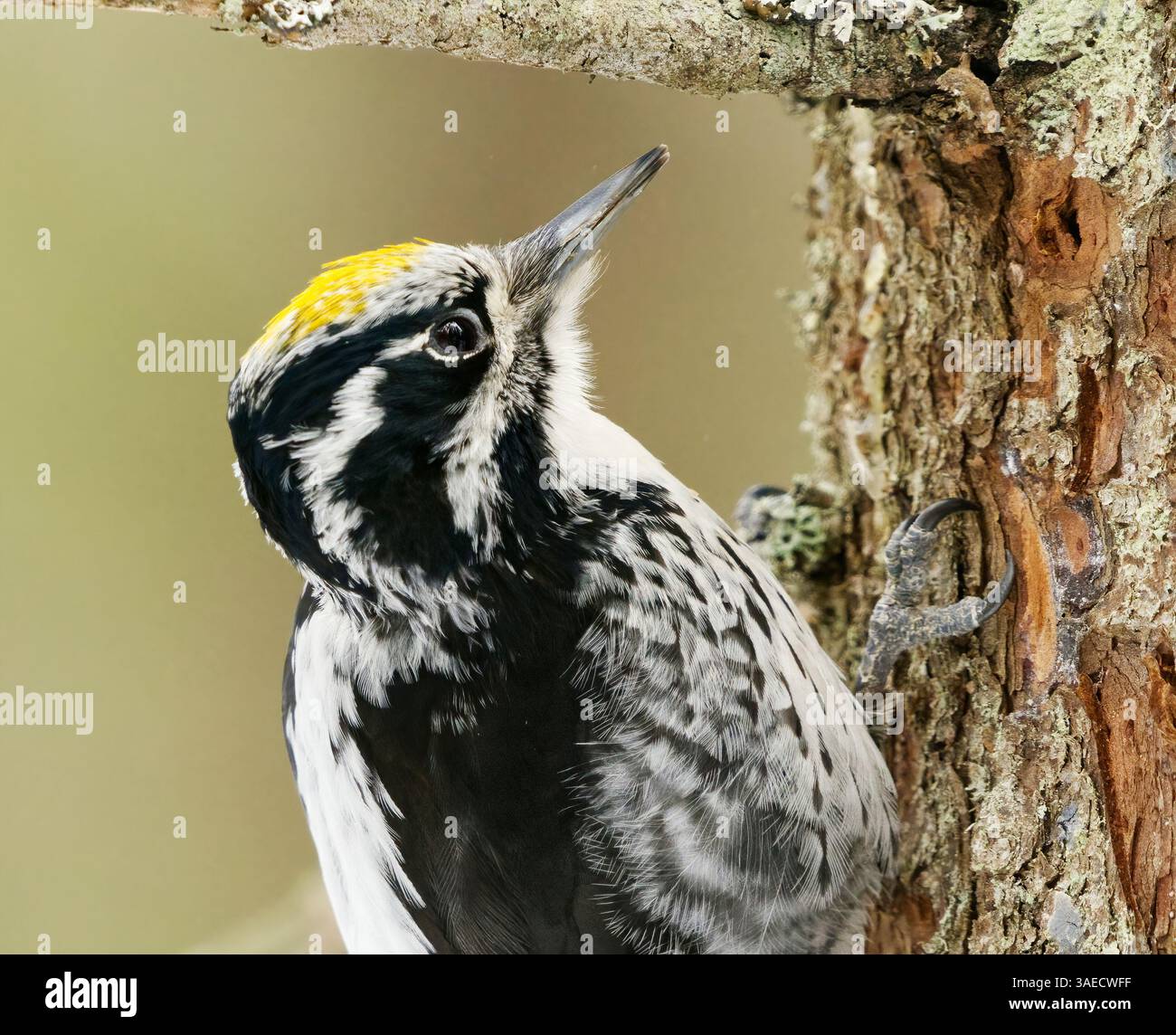 Picoides tridactylus (Picoides tridactylus) mâle eurasien gros plan à la recherche de nourriture dans la forêt au printemps. Banque D'Images