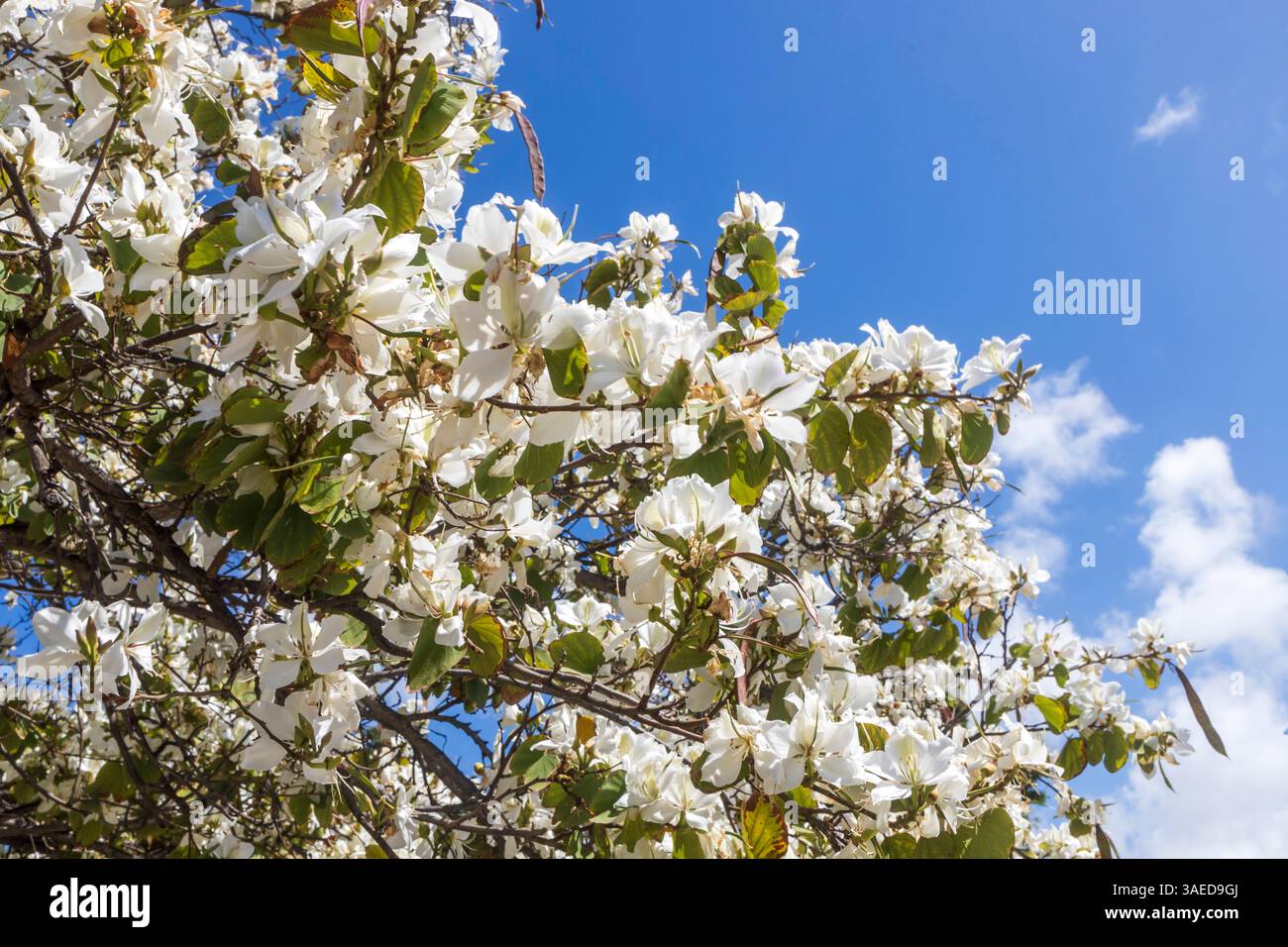 Branches d'un arbre Bauhinia forficata, également connu sous le nom d'arbre d'orchidée brésilien, densément couvertes de fleurs blanches sur un ciel bleu vif Banque D'Images
