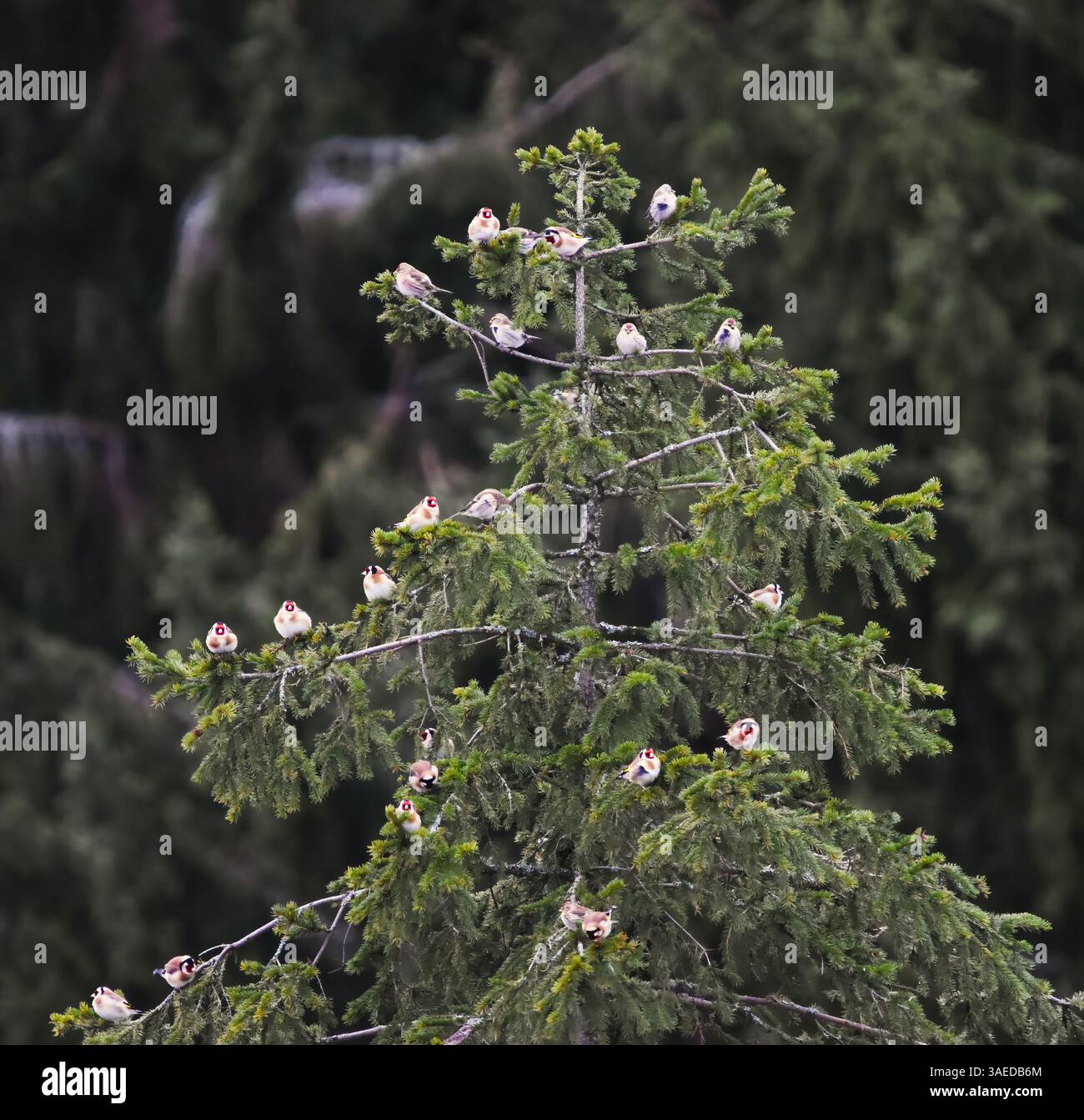 Les palangriers européens (Carduelis carduelis) et les polls rouges communs (Acanthis flammea) assis dans l'épinette en hiver. Banque D'Images
