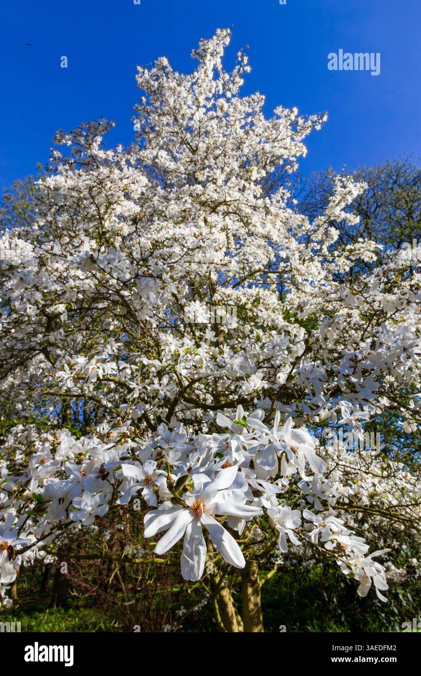 Magnolia x Loebneri Merrill Madingley Hall Cambridge Banque D'Images