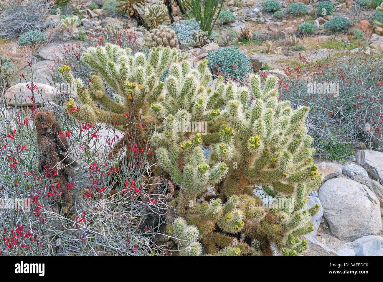 Ours en peluche Cholla et fleurs de printemps dans le désert dans le parc d'État Anza Borrego Desert en Arizona Banque D'Images