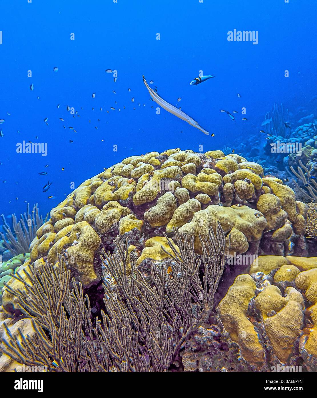 Récif corallien des Caraïbes au large de la côte sous-marine à Bonaire Banque D'Images