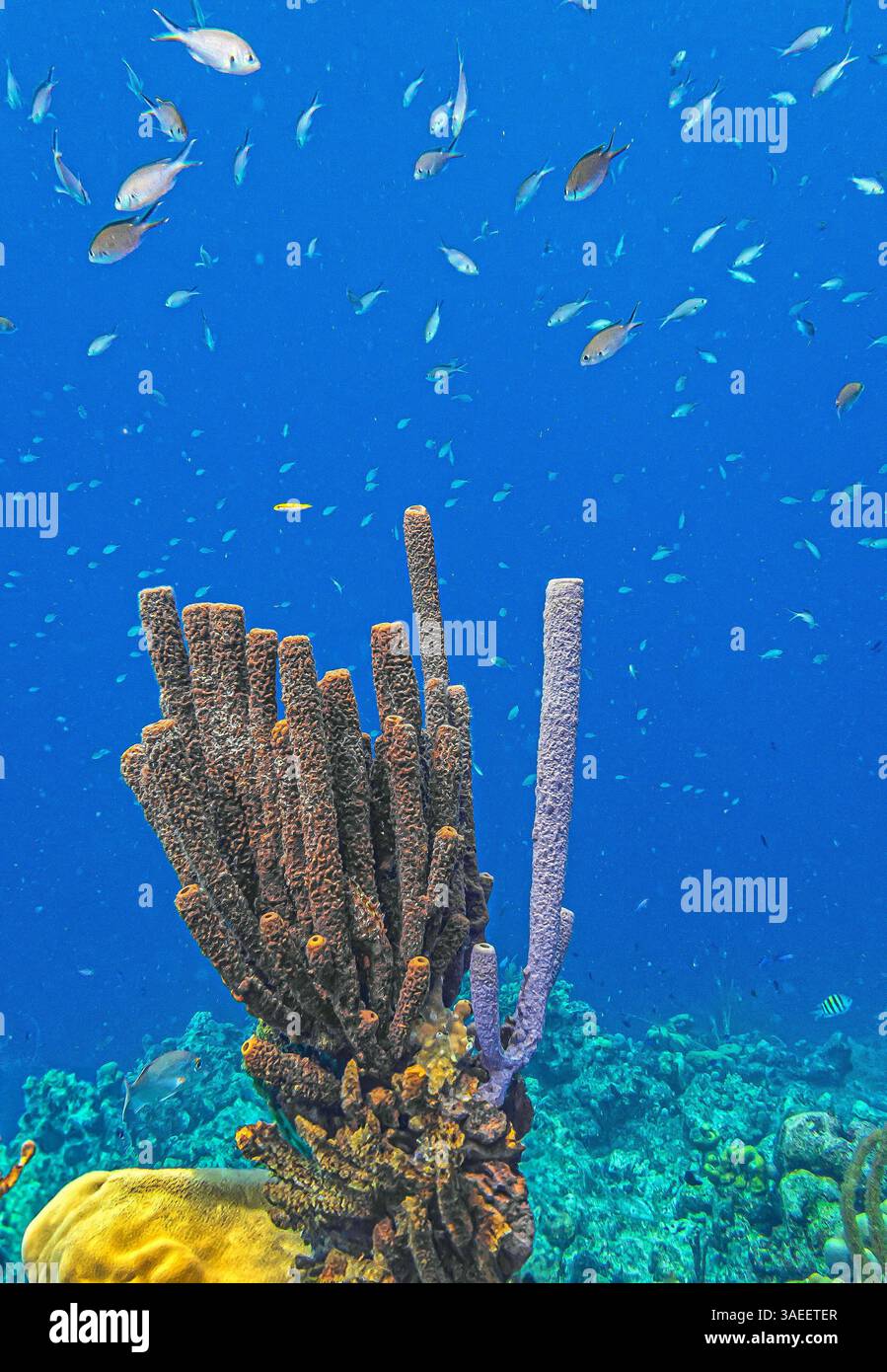 Récif corallien des Caraïbes au large de la côte sous-marine à Bonaire Banque D'Images
