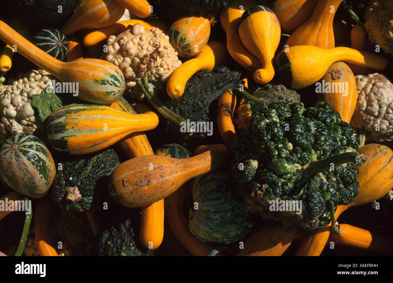 12 mai 2001 ; Miami, Floride, États-Unis ; gourdes à vendre sur un stand de ferme.. (Crédit image : Peter Stachiw/ZUMAPRESS.com) Banque D'Images 12 mai 2001 ; Miami, Floride, États-Unis ; gourdes à vendre sur un stand de ferme.. (Crédit image : Peter Stachiw/ZUMAPRESS.com) Banque D'Images