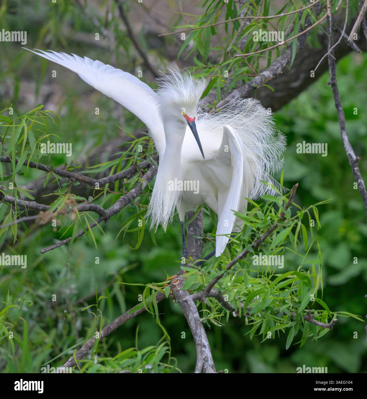 Mâle aigrette des neiges (Egretta thula) montrant dans le plumage de reproduction, High Island, Texas, États-Unis. Banque D'Images