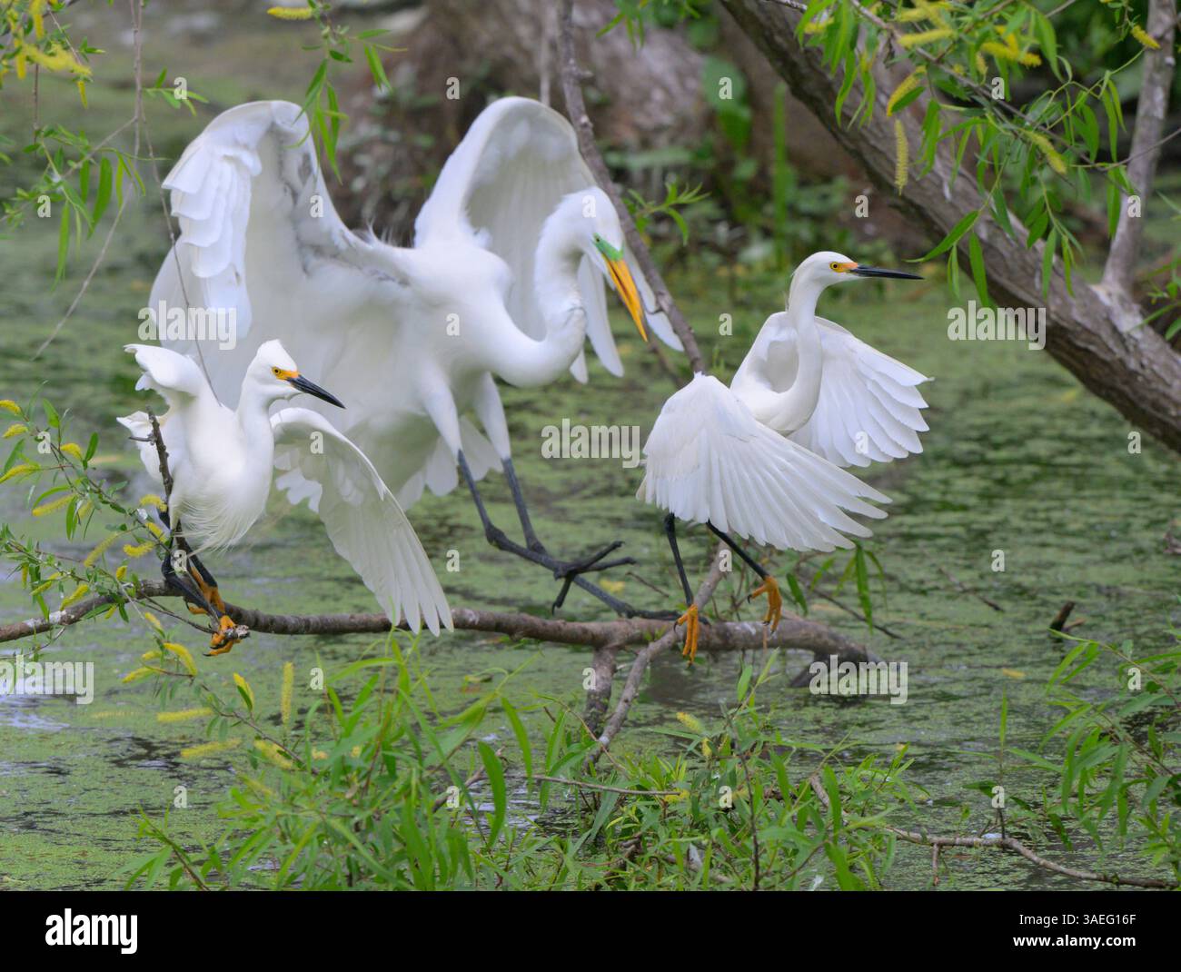 Grande aigrette (Ardea alba) attaquant deux aigrettes enneigées (Egrfetta thula) à la rookery, High Island, Texas, USA. Banque D'Images