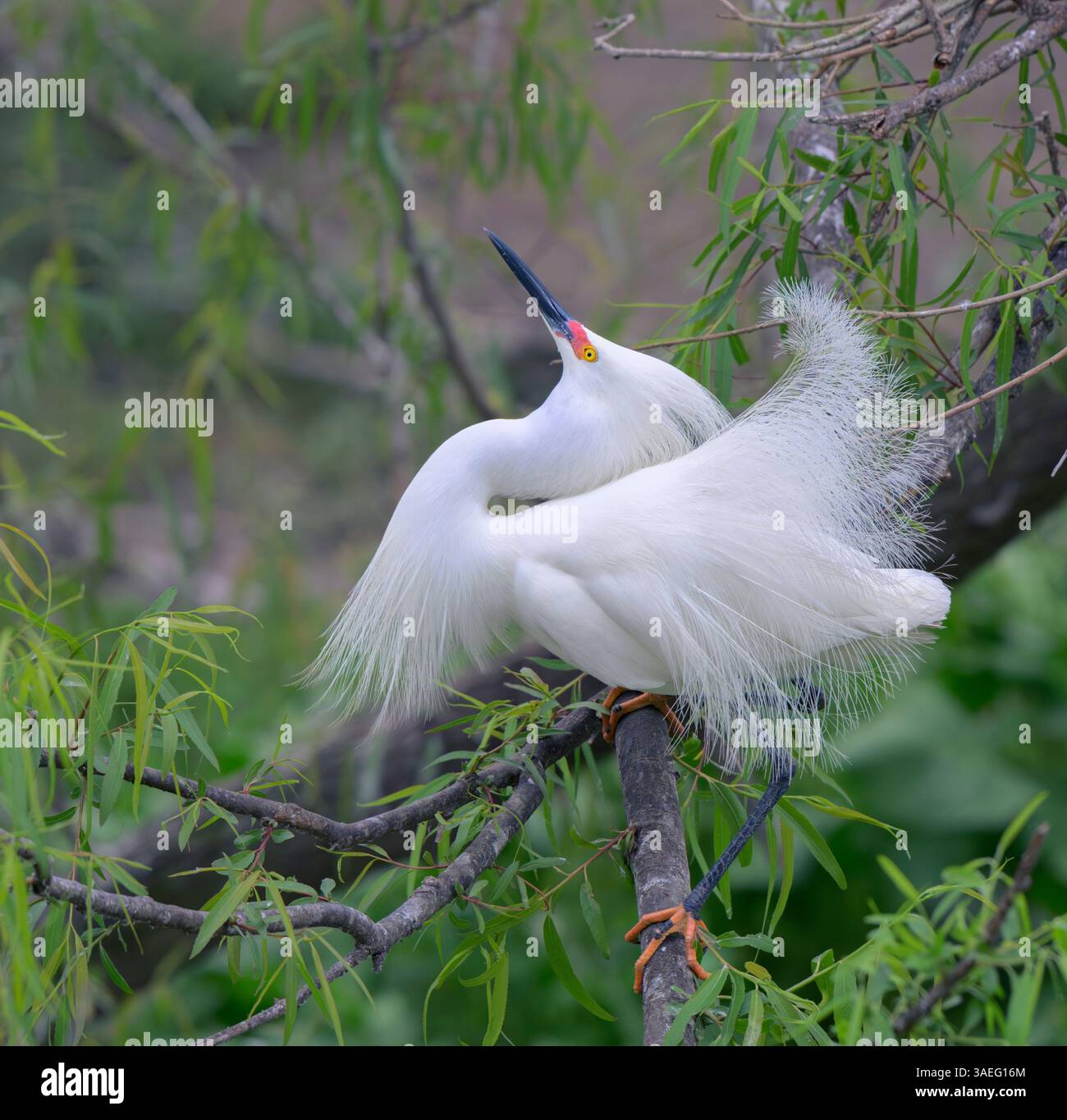 Mâle aigrette des neiges (Egretta thula) montrant dans le plumage de reproduction, High Island, Texas, États-Unis. Banque D'Images