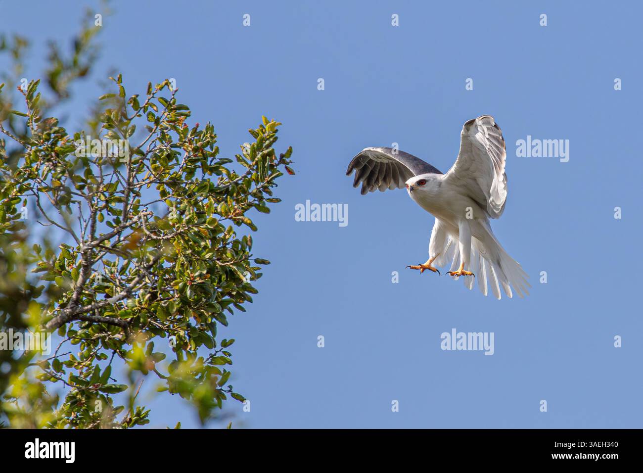 Cerf-volant à queue blanche, Elanus leucurus avec des ailes ouvertes volant vers un arbre contre un ciel bleu clair en Californie du Sud Banque D'Images