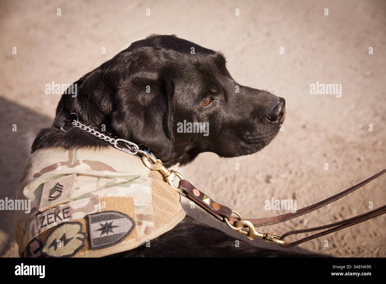 Dec. 19, 2011 - Kandahar, Afghanistan - le sergent de 1re classe Zeke, un chien de thérapie noir complet du Labrador, offre son soutien aux soldats de la Force opérationnelle Arctic Wolves à la base opérationnelle avancée de la province de Kandahar, en Afghanistan. Zeke fait partie du 113th Medical Detachment combat stress Control soutenant les soldats de ft. Wainwright, Alaska. Il s'agit du troisième déploiement de Zeke (crédit image : © JR Ancheta/ZUMAPRESS.com) Banque D'Images
