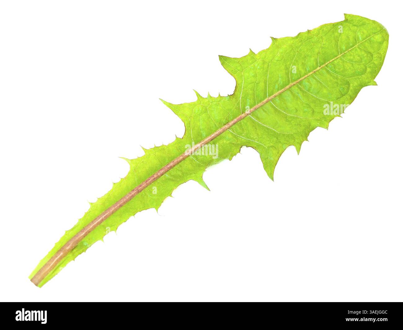 Feuille de pissenlit vert unique sur fond blanc Banque D'Images