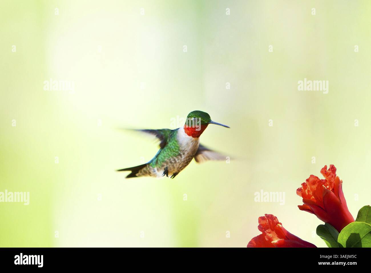 Beau colibri mâle avec dos vert et poitrine rouge volant vers la fleur pour se nourrir de nectar, sur fond vert flou, Atlanta, USA, North AME Banque D'Images