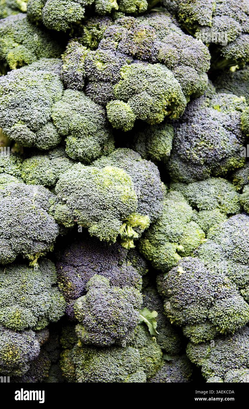 Vert avec légume calabrese brocoli violet, New York, USA, Amérique du Nord Banque D'Images