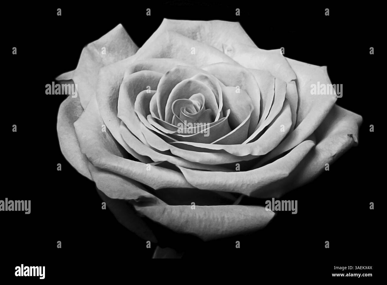 Gros plan d'une fleur de rose avec certaines parties floues et d'autres nettes montrant ses beaux pétales, isolé, noir et blanc, New York, USA, Amérique du Nord Banque D'Images