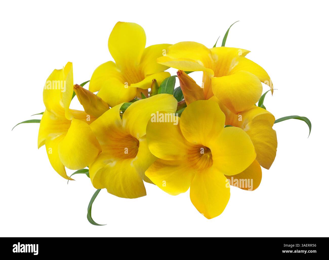 Fleurs d'Allamanda jaune vif isolées Banque D'Images