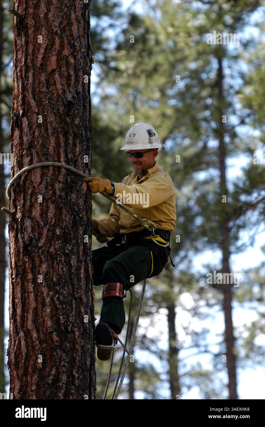 13 mai 2003 ; Boise, ID, États-Unis ; ERIC REYNOLDS, un vétéran de 13 ans, fait un cours de remise à niveau sur l'accrobranche près d'Idaho City, ID. Les compétences d'escalade des arbres sont une nécessité dans le cas où leur pousse ou leur cargaison doit être récupérée des arbres. Smokejumpers sont des pompiers spécialement formés qui utilisent des parachutes pour tomber près d'un incendie, où les camions ne peuvent pas atteindre. L'entraînement Smokejumper est intensif et consiste en beaucoup d'entraînement physique ainsi que l'entraînement en parachutisme. Le taux de lavage est souvent élevé, principalement en raison de blessures. Il y a beaucoup de compétition pour entrer dans l'entraînement smokejumper. Expérience Banque D'Images