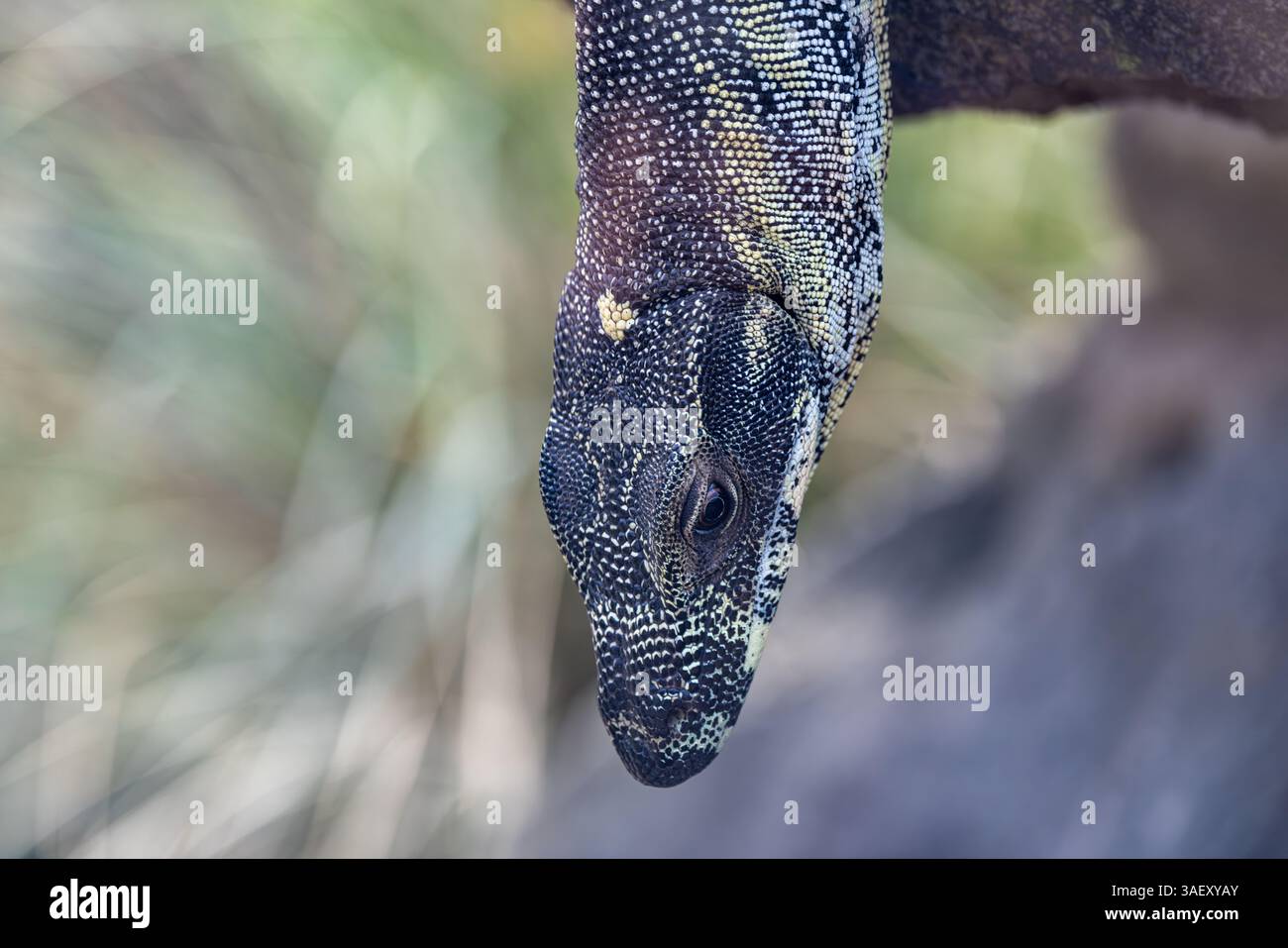 Un grand lézard moniteur d'eau pend de la branche Banque D'Images