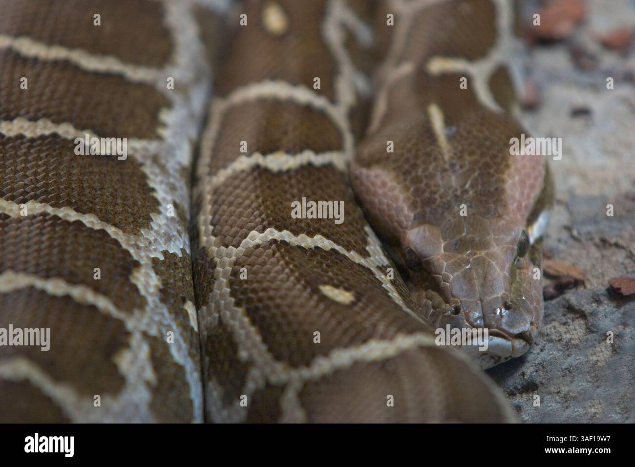 24 juillet 2005 ; San Diego, CA, États-Unis ; le Python indien, qui est ...