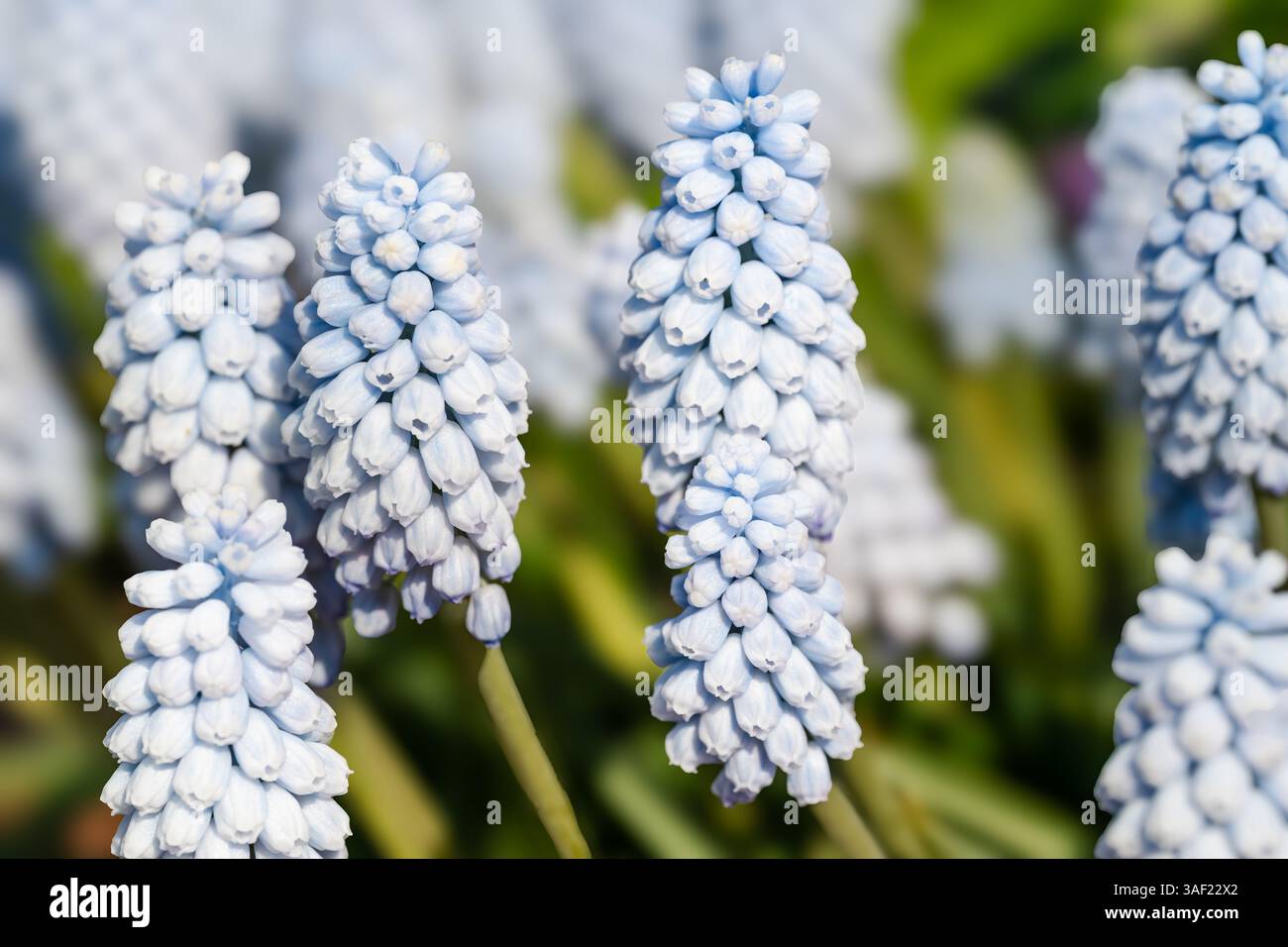 Jacinthe de raisin, Muscari 'Baby's Breath Banque D'Images